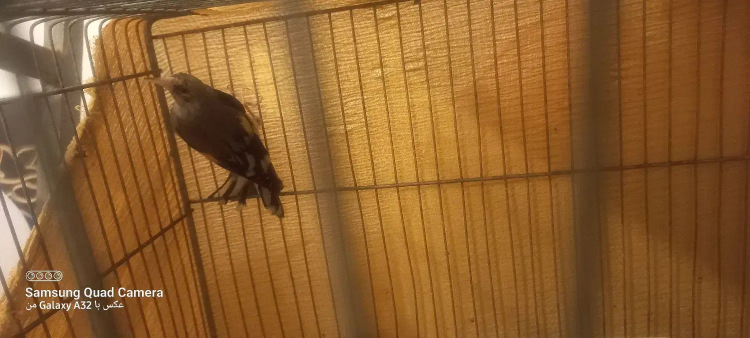 سهره ماده|پرنده|سیرجان, |دیوار