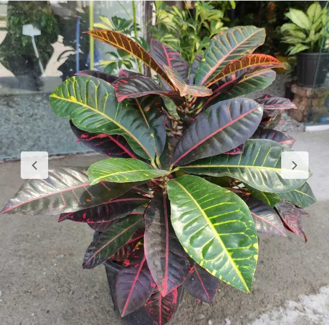 گل نترال|گل و گیاه طبیعی|کامیاران, |دیوار