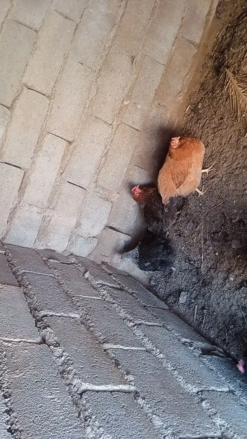 مرغ تخمی|حیوانات مزرعه|نهبندان, |دیوار