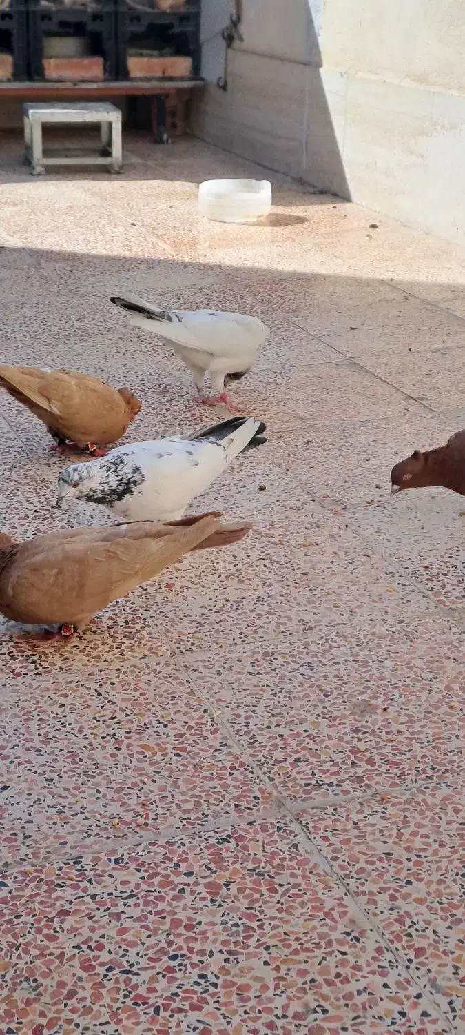 کبوتر|پرنده|رباط‌کریم, الارد|دیوار