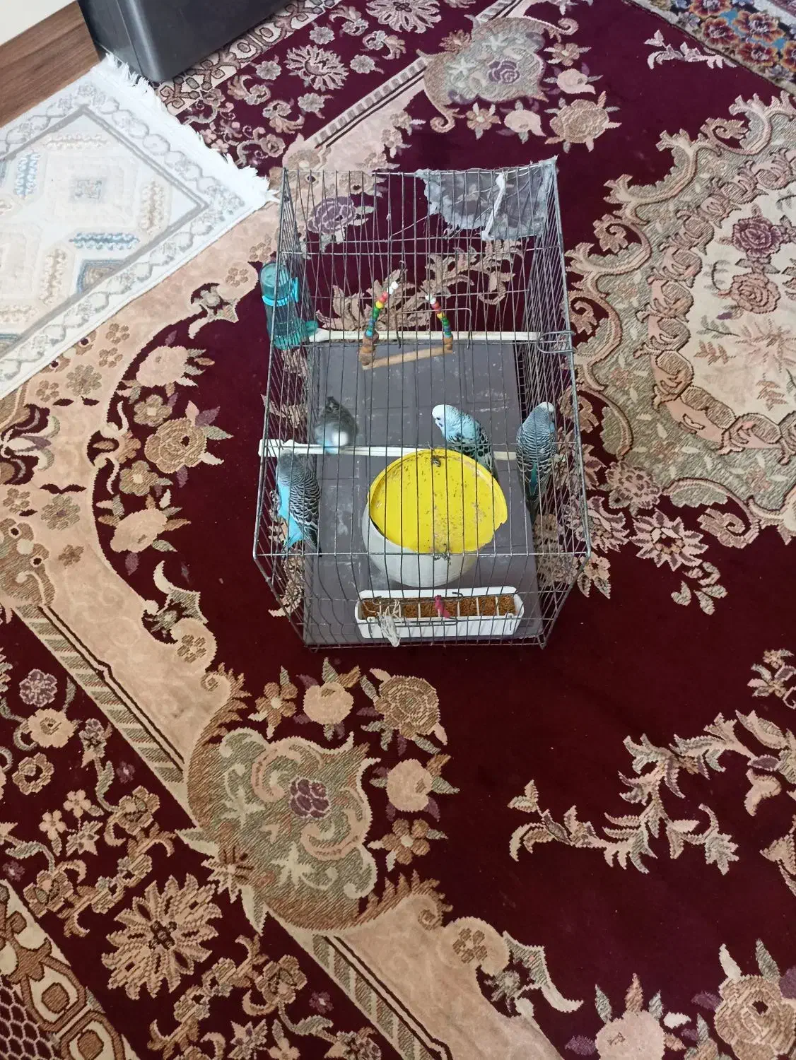 پنج عدد مرغ عشق سالم با قفس|پرنده|اسلامشهر, شهرک واوان|دیوار