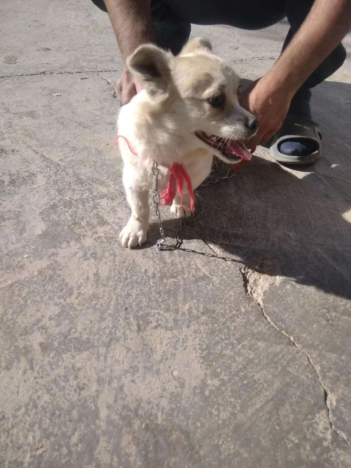 فروشی|سگ|خرمدره, |دیوار