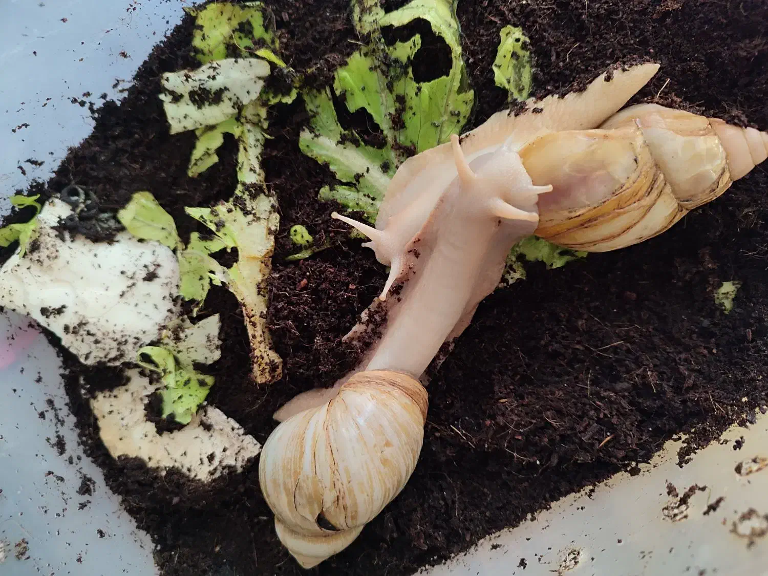 حلزون و خاویار|حیوانات مزرعه|هشتگرد, هشتگرد قدیم|دیوار