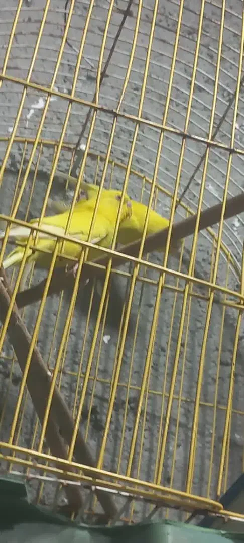 مرغ عشق|پرنده|شادگان, |دیوار