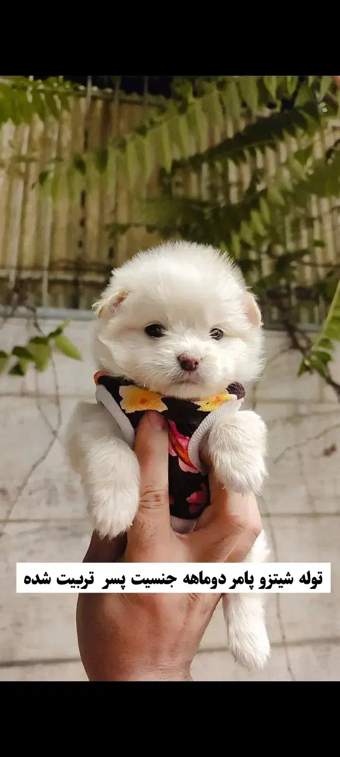 پام پودل، خــ. رسی رـوباهی، از 3900|سگ|تهران, توحید|دیوار