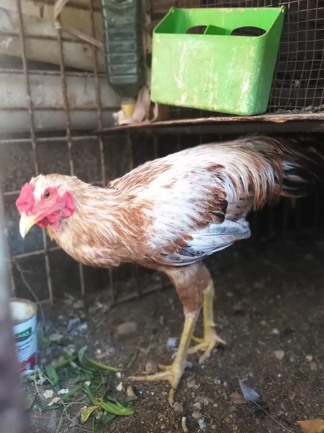 خروس برای داشت|حیوانات مزرعه|بندر گناوه, |دیوار