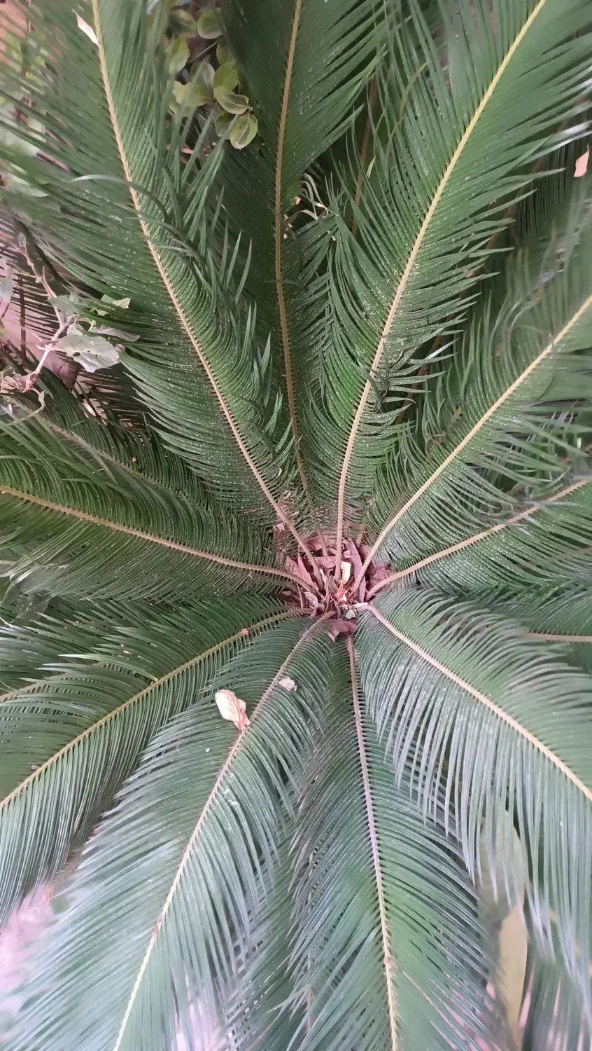 گل سیکاس|گل و گیاه طبیعی|رشت, نخودچر|دیوار