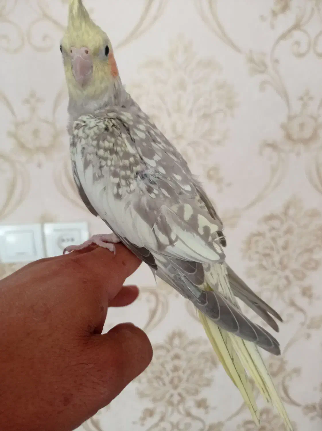 عروس هلندی|پرنده|شاهین دژ, |دیوار