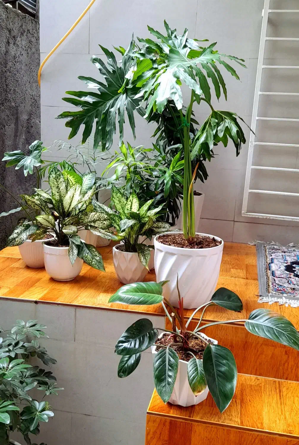 گل وگیاه|گل و گیاه طبیعی|رشت, کوی فکوری|دیوار