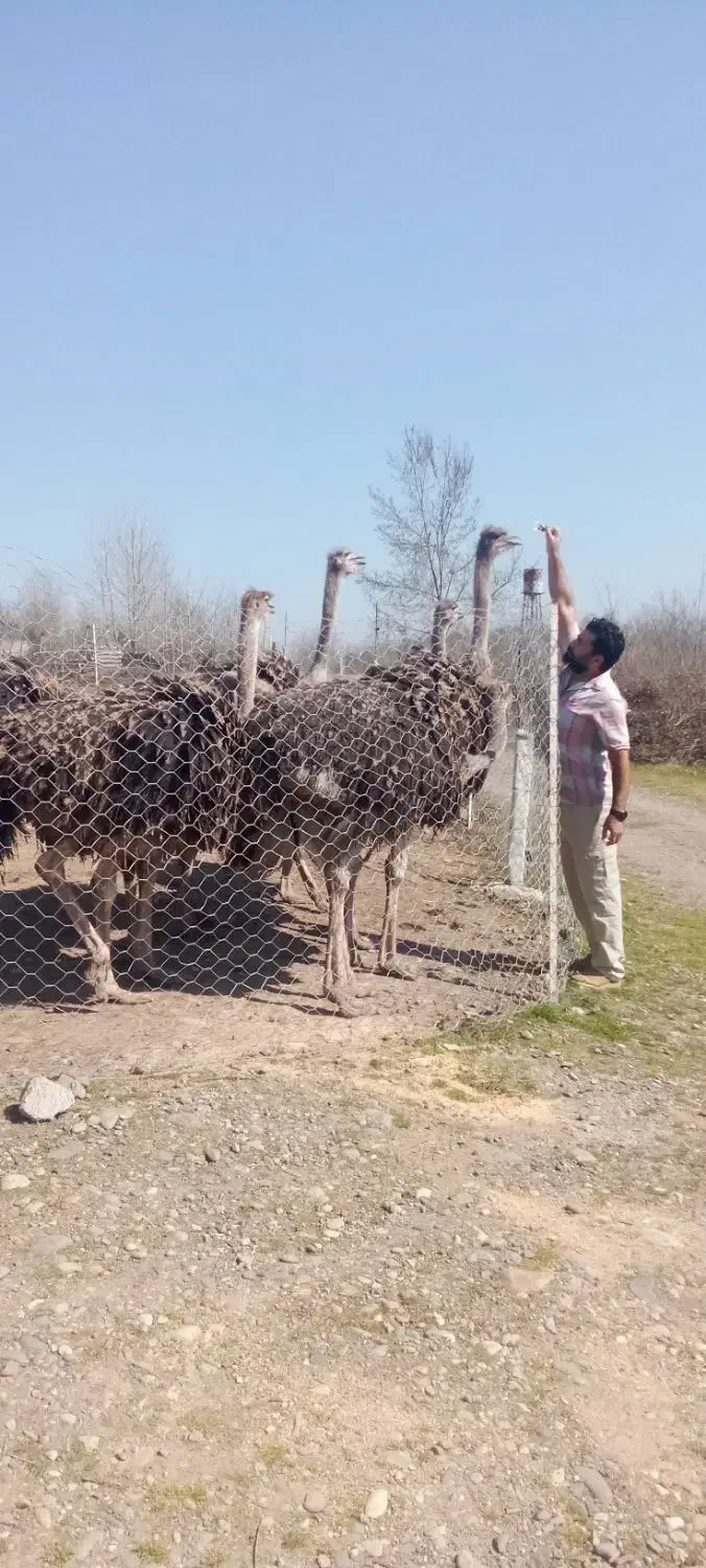 جوجه شتر مرغ گیلان|حیوانات مزرعه|سنگر, |دیوار