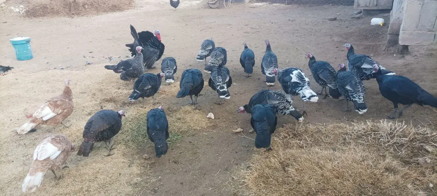 بوقلمون|حیوانات مزرعه|مهاباد (آذربایجان غربی), |دیوار