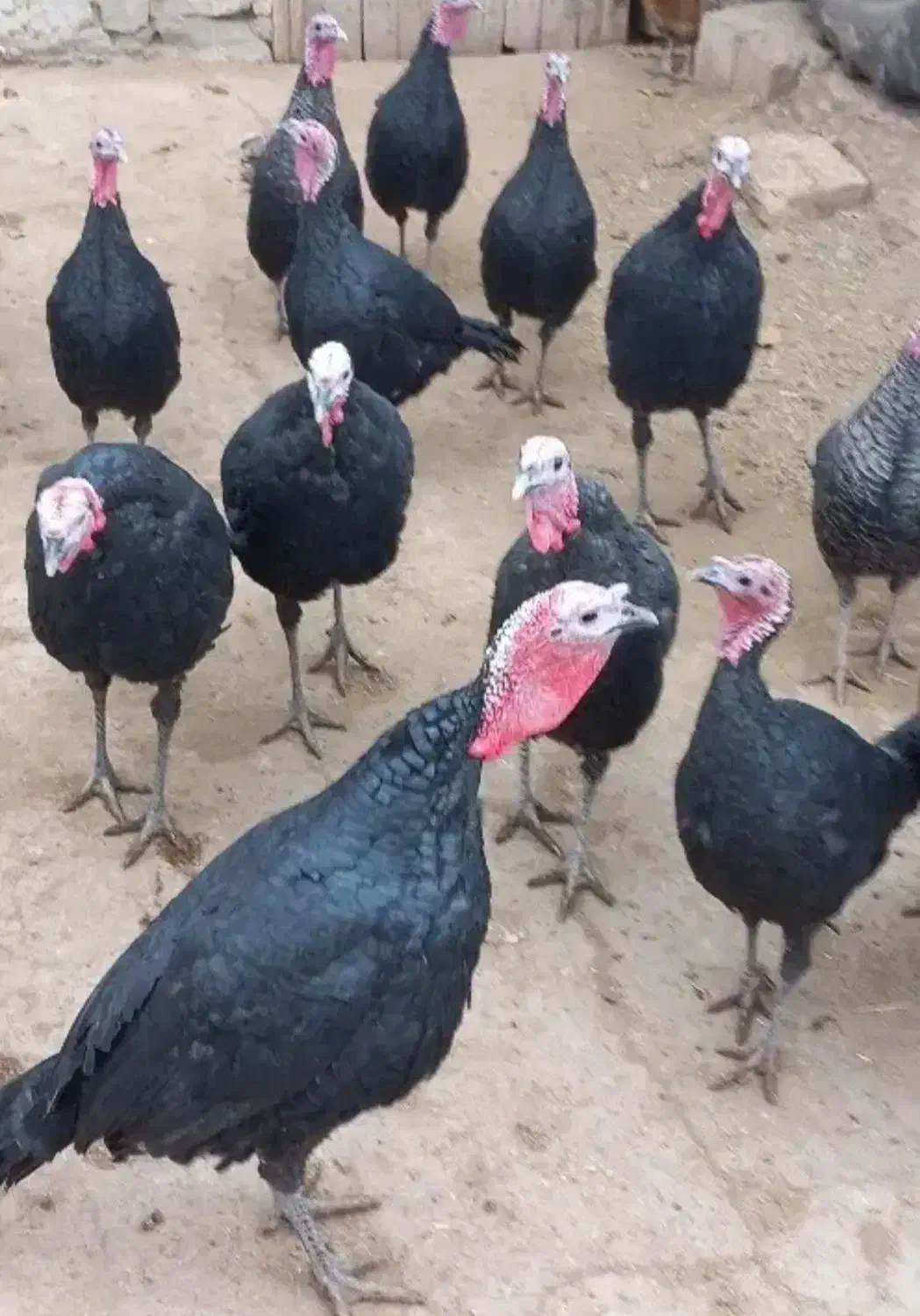 بوقلمون برنز فروشی|حیوانات مزرعه|سبزوار, میدان بار|دیوار