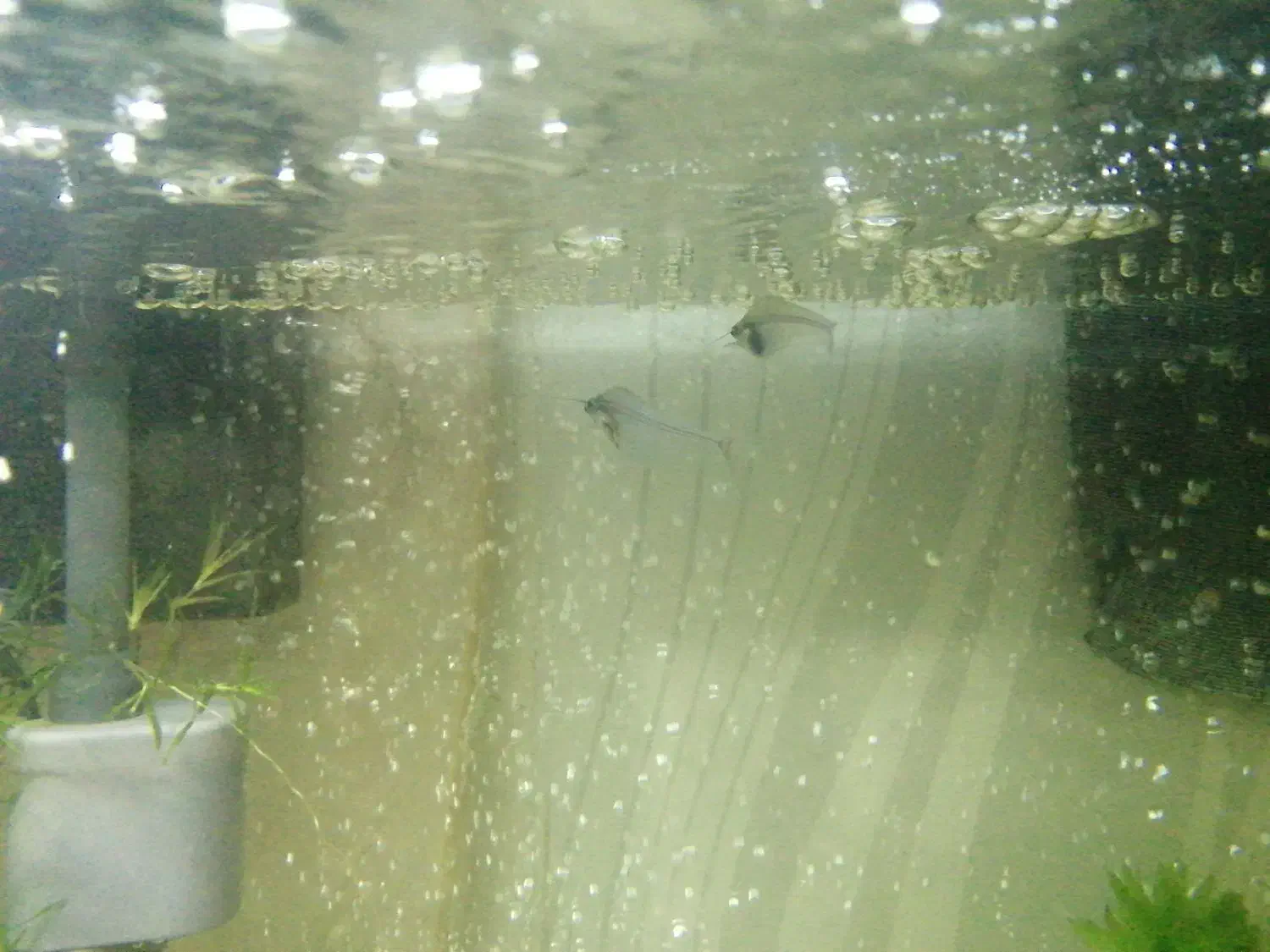 ماهی گلس فیش|ماهی|قم, اسمعیل آباد|دیوار