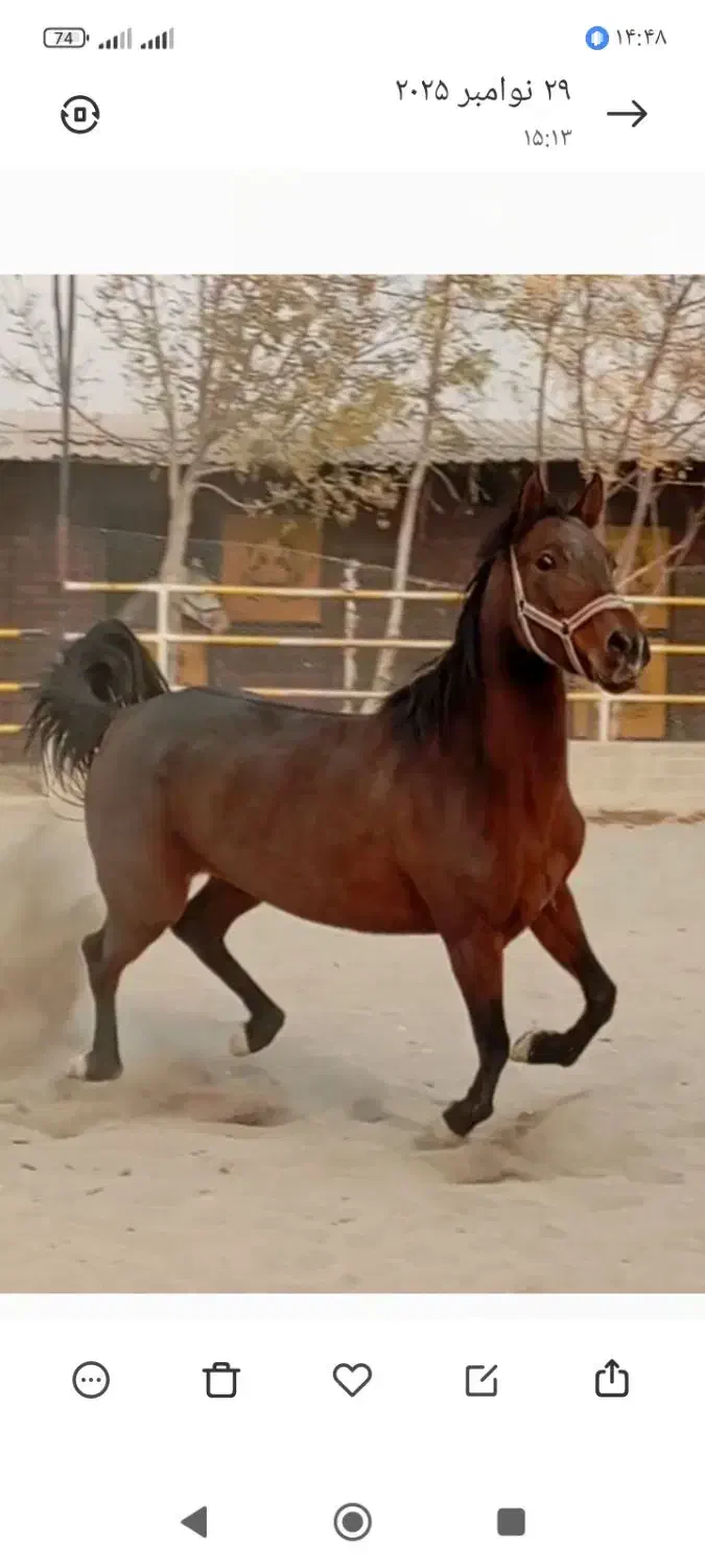 مادیان کرد|اسب و تجهیزات اسبسواری|رباطکریم, انجم آباد|دیوار