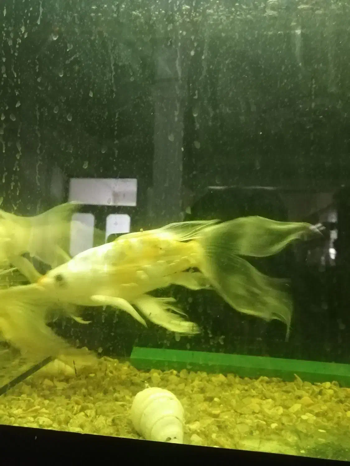 ماهی کوی سوپر باله|ماهی|کاشمر, |دیوار