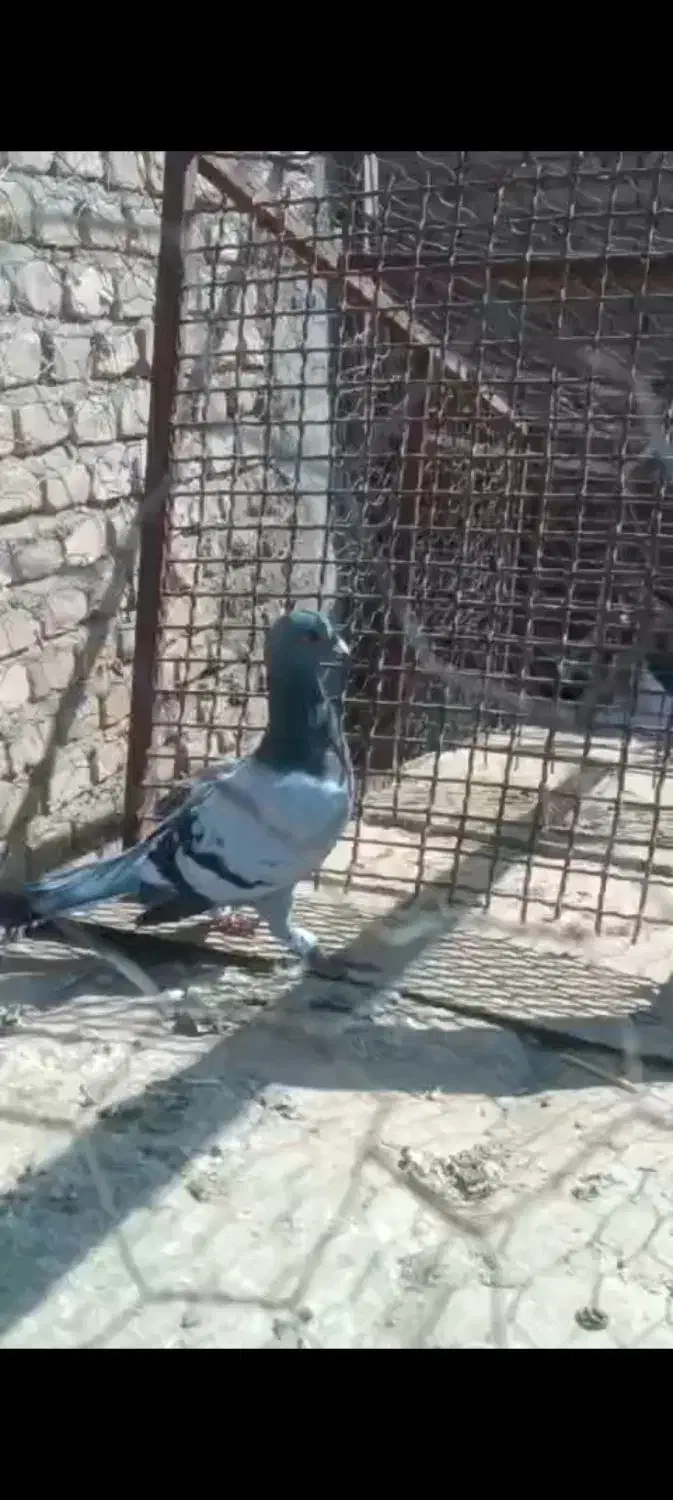 سبز تبعیدی|پرنده|شهرآباد, |دیوار