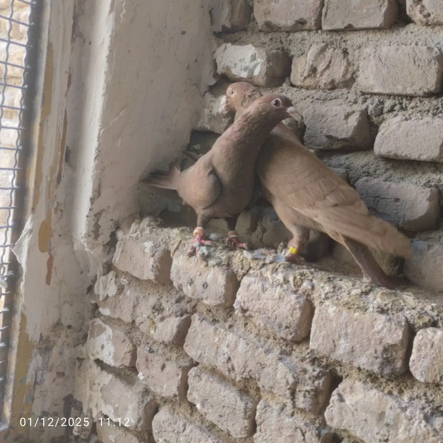 کبوتر فروشی|پرنده|هلالی, |دیوار