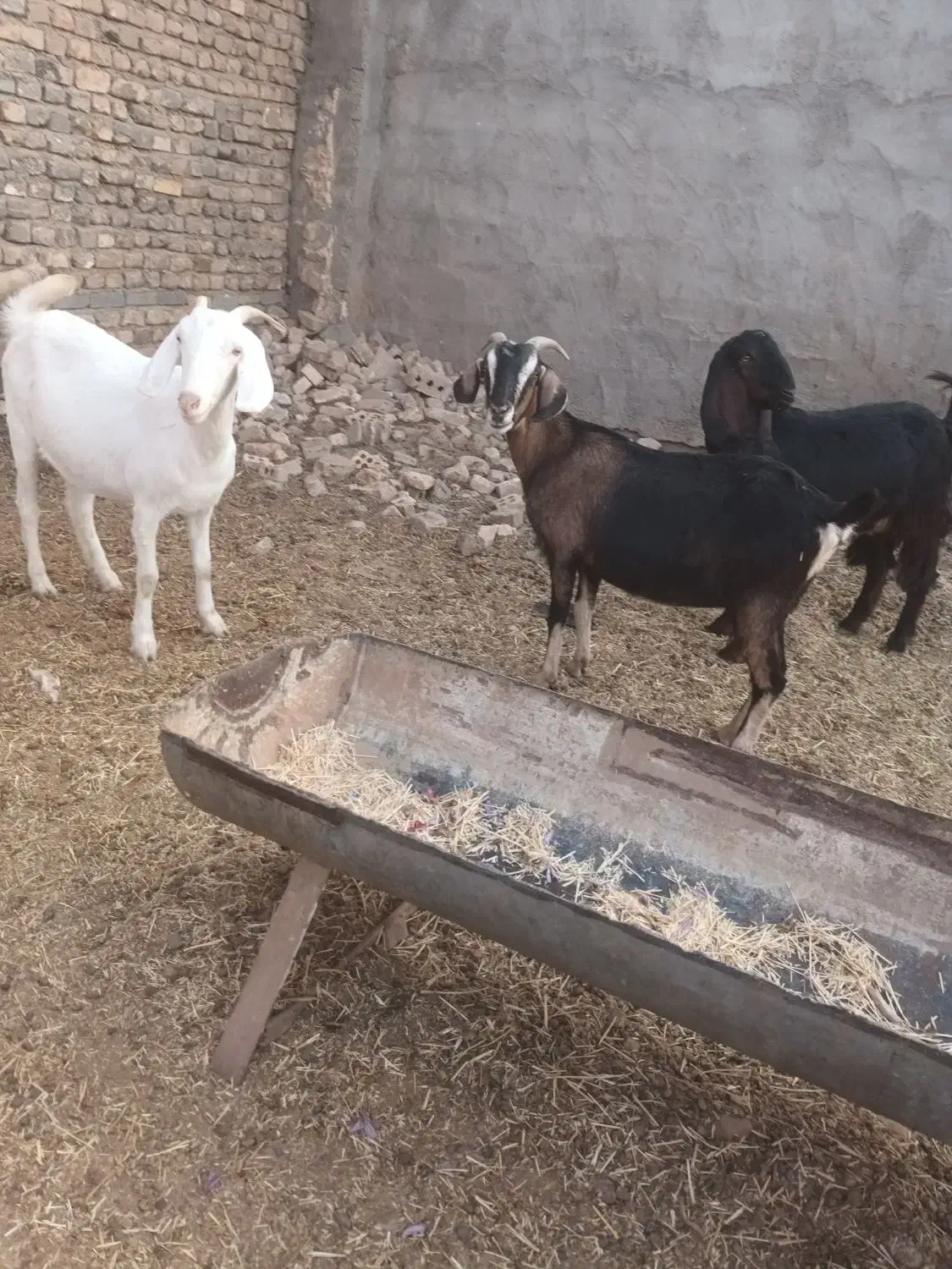 سلام ۳دانه یکساله آبستن سنگین قیمت دانه ۱۲ تومن|حیوانات مزرعه|تربت جام, معدآباد|دیوار