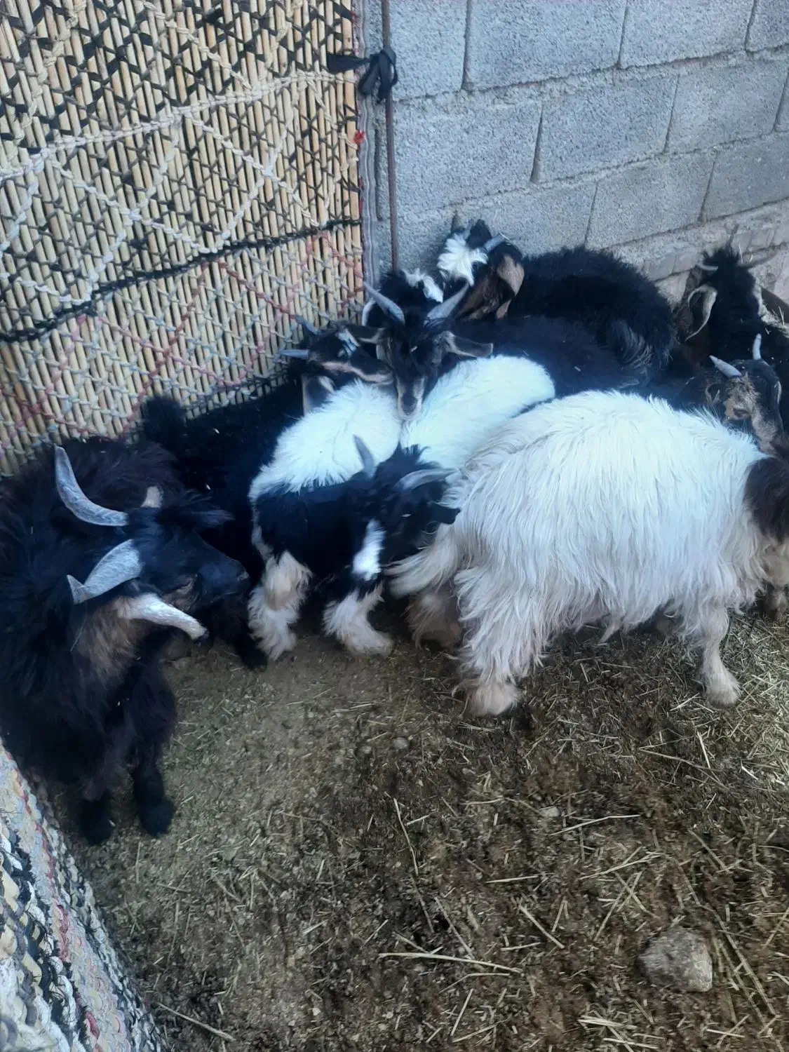 بزغاله وبز|حیوانات مزرعه|آبدانان, |دیوار