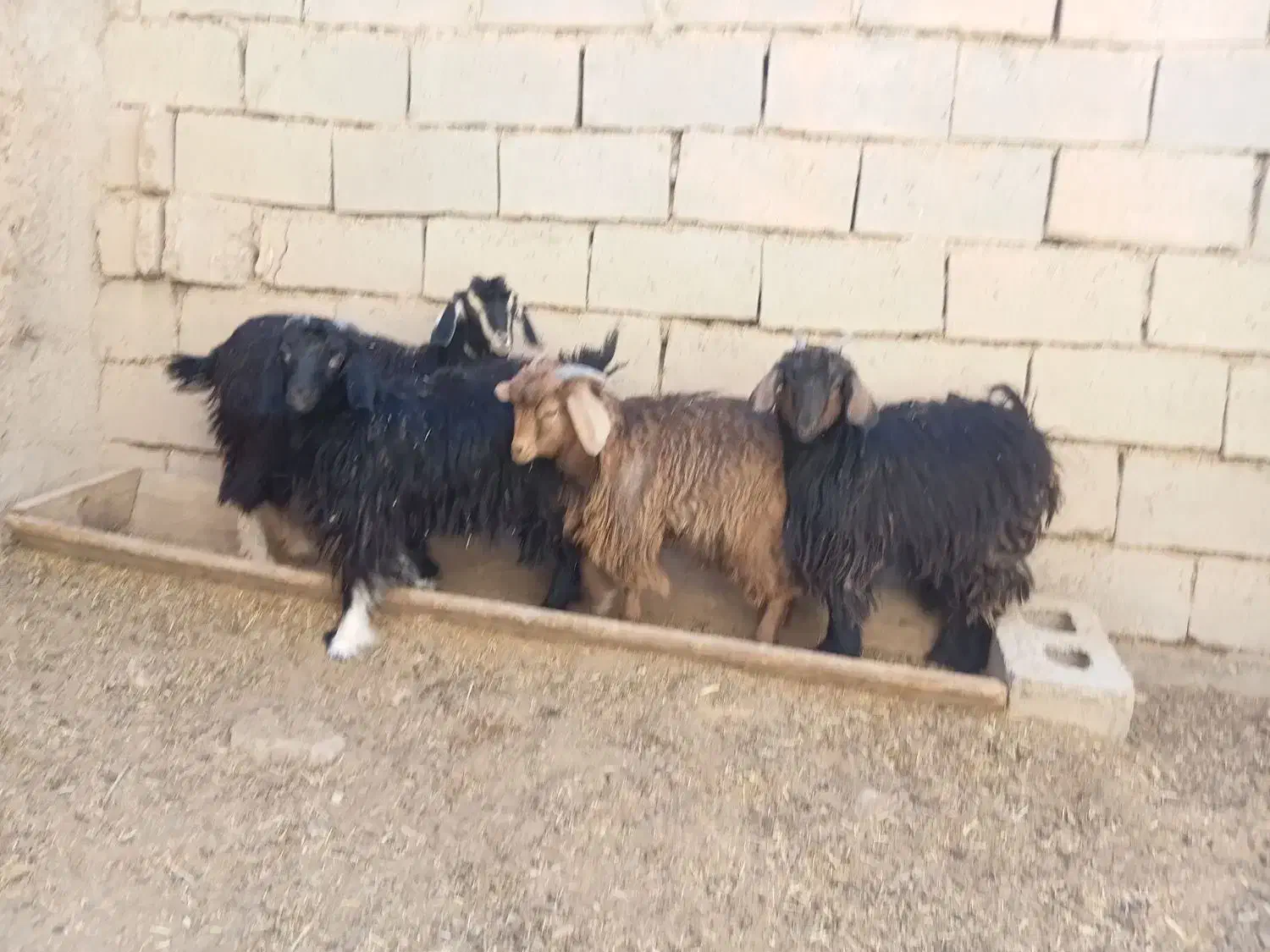 بزغاله فروشی|حیوانات مزرعه|شاهرود, |دیوار