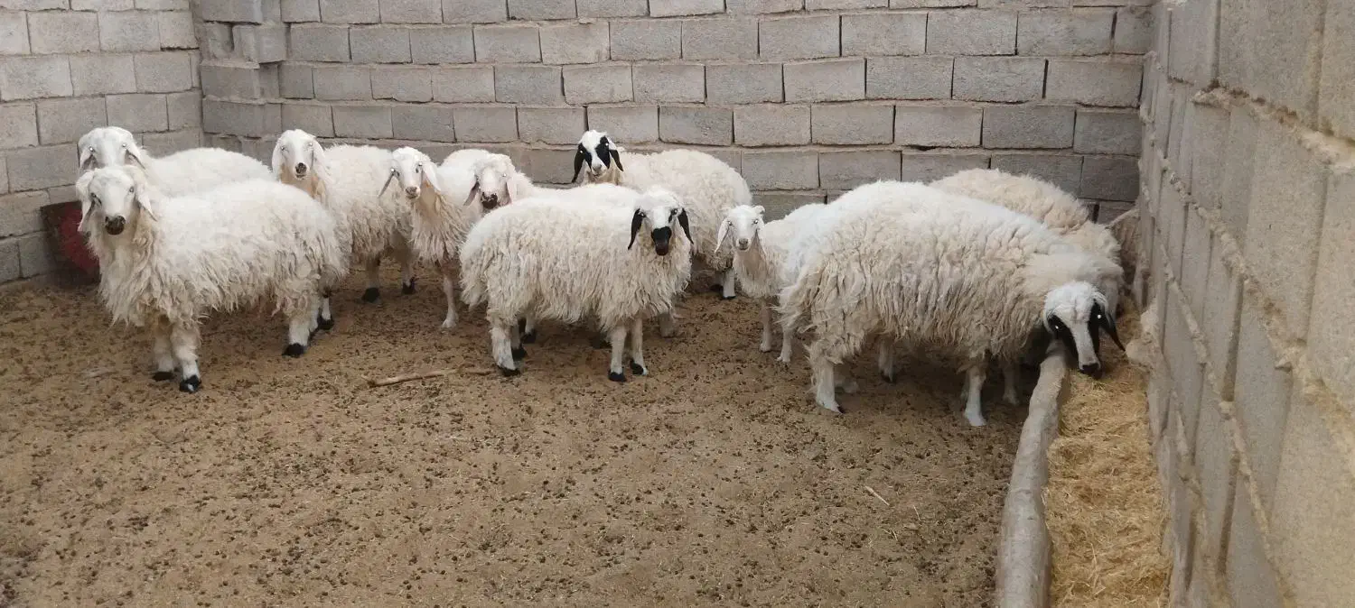 بره  فروشی|حیوانات مزرعه|فردوس (خراسان), |دیوار