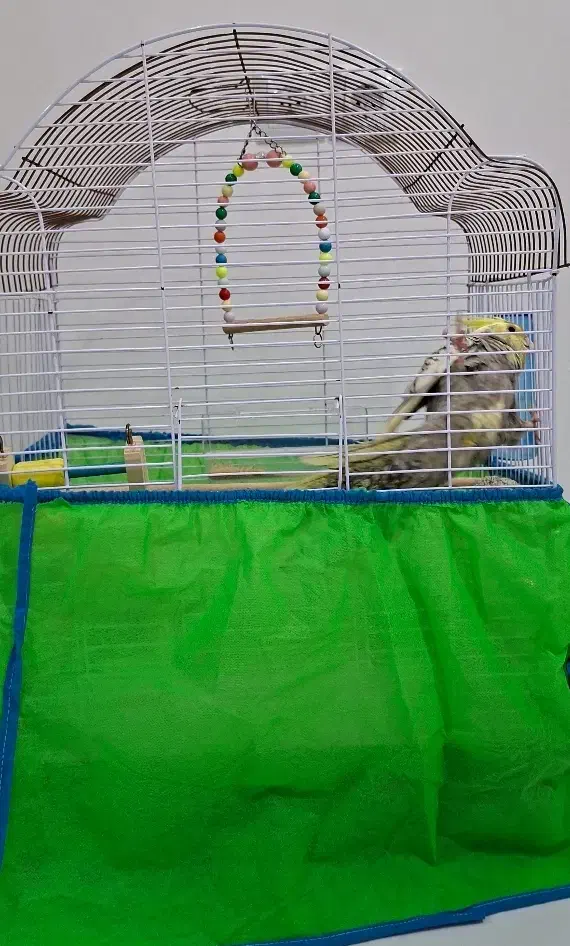 عروس هلندی 5ماهه|پرنده|بوکان, |دیوار