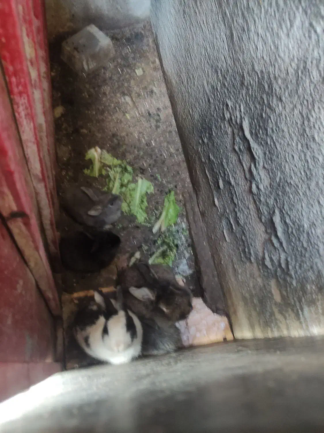 خرگوش|موش و خرگوش|کرمانشاه, |دیوار