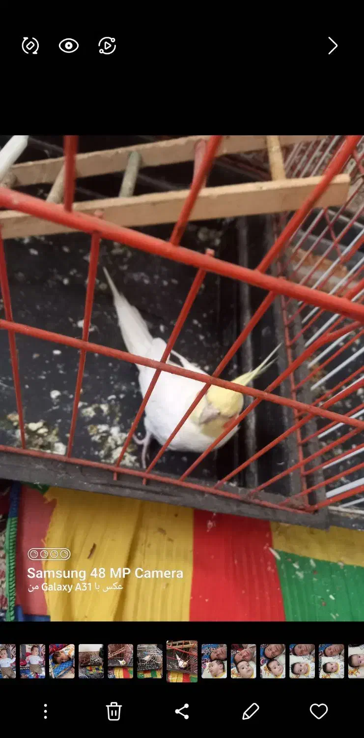 جفت پرنده عروس درخمام|پرنده|رشت, گلسار|دیوار