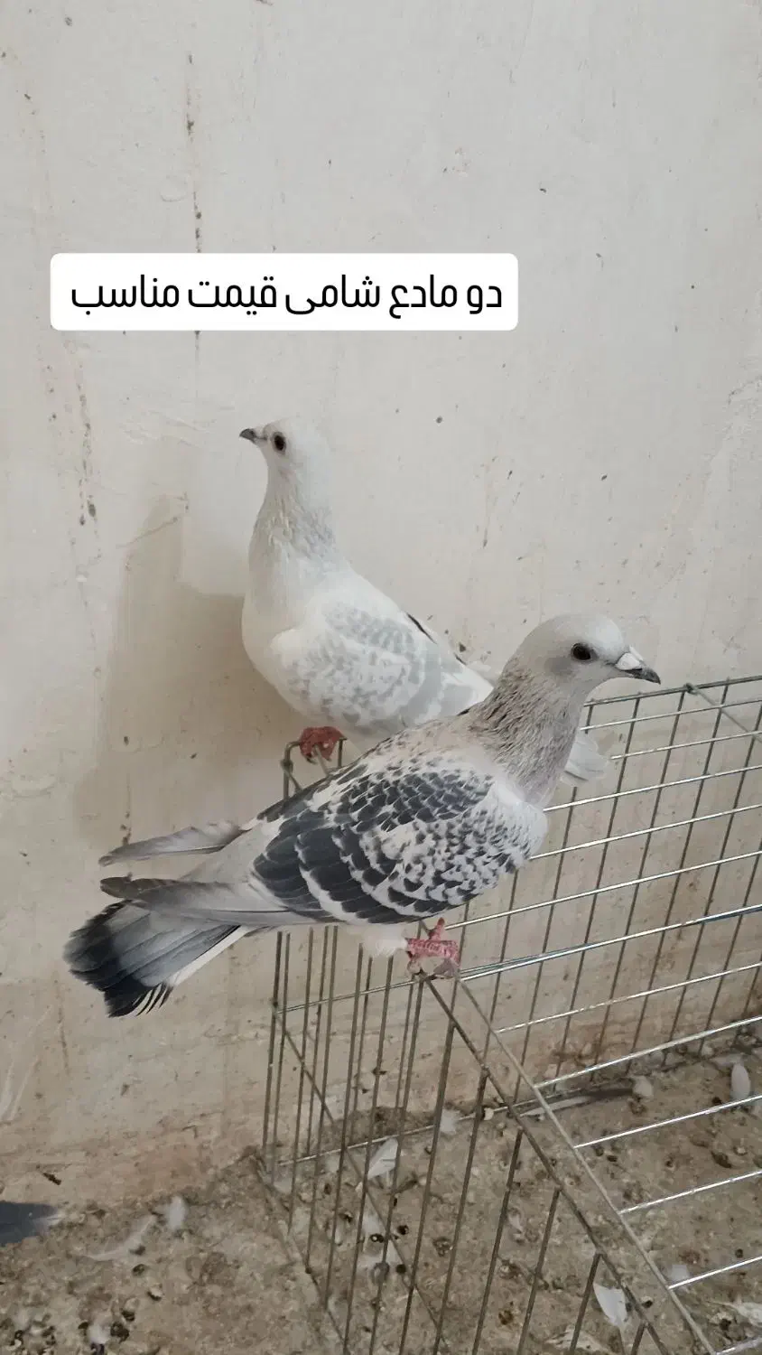 دو ماده پولک|پرنده|قائن, |دیوار