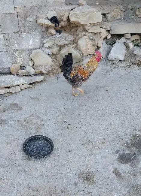 خروس|حیوانات مزرعه|مسجد سلیمان, |دیوار