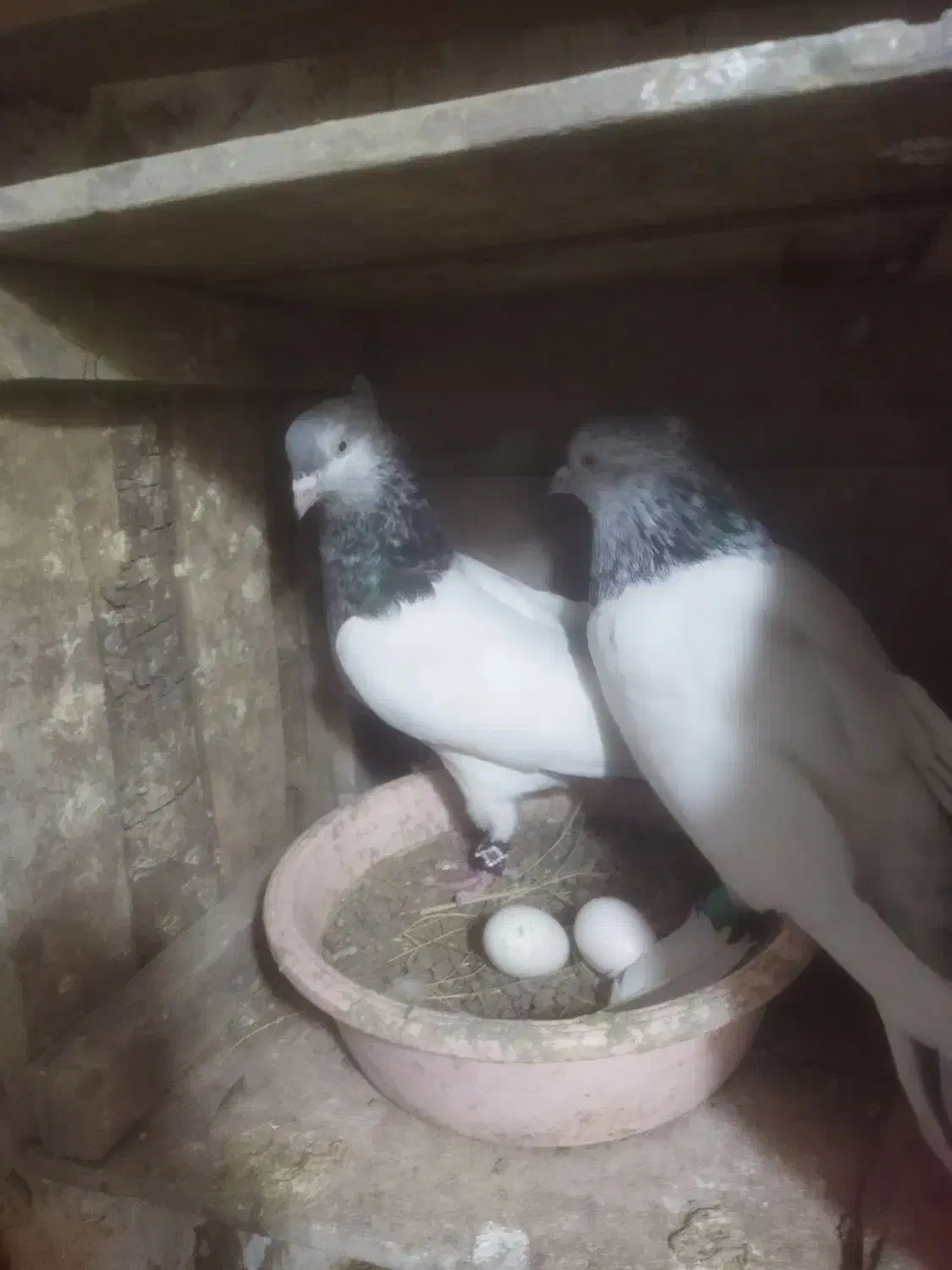 2جفتی سالم زات دار|پرنده|سبزوار, زینبیه|دیوار