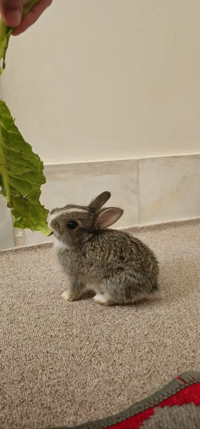 خرگوش|موش و خرگوش|ورامین, ورامین|دیوار