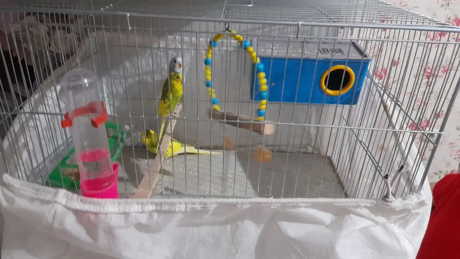 مرغ عشق|پرنده|سهند, |دیوار