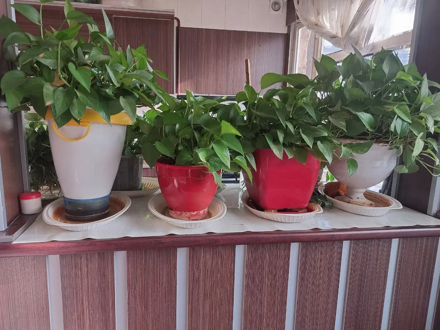 گل پتوس|گل و گیاه طبیعی|مشهد, دانشجو|دیوار