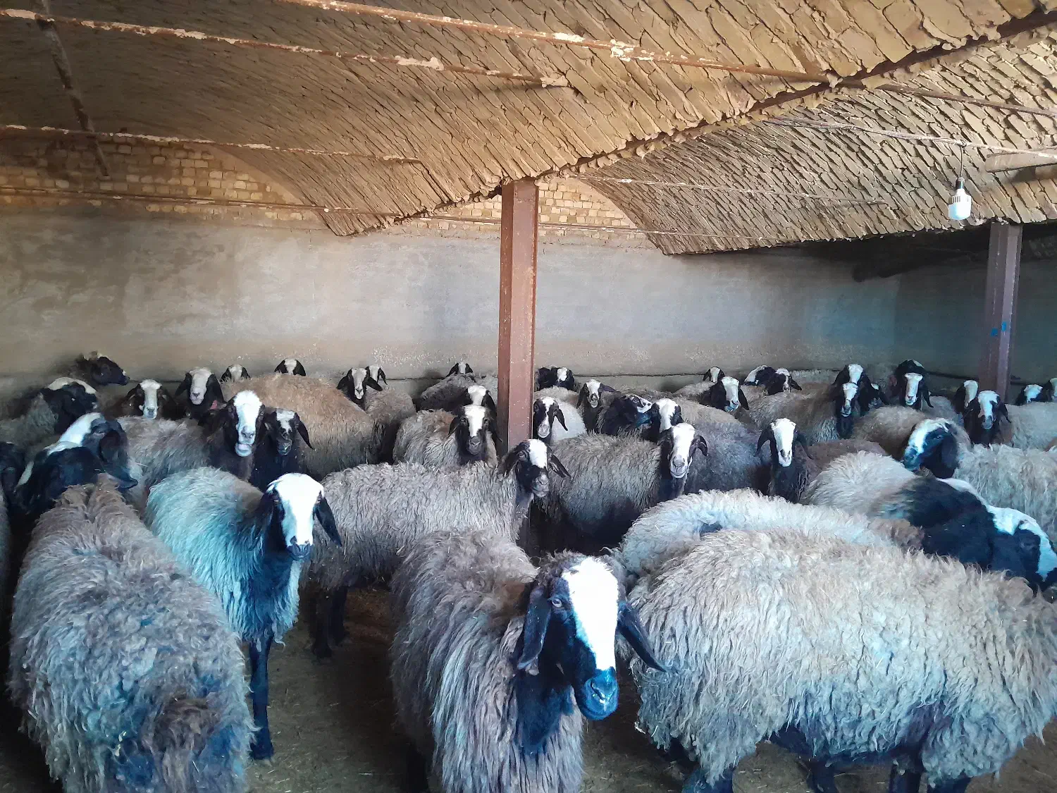 میش های اصیل شال|حیوانات مزرعه|اسفرورین, |دیوار