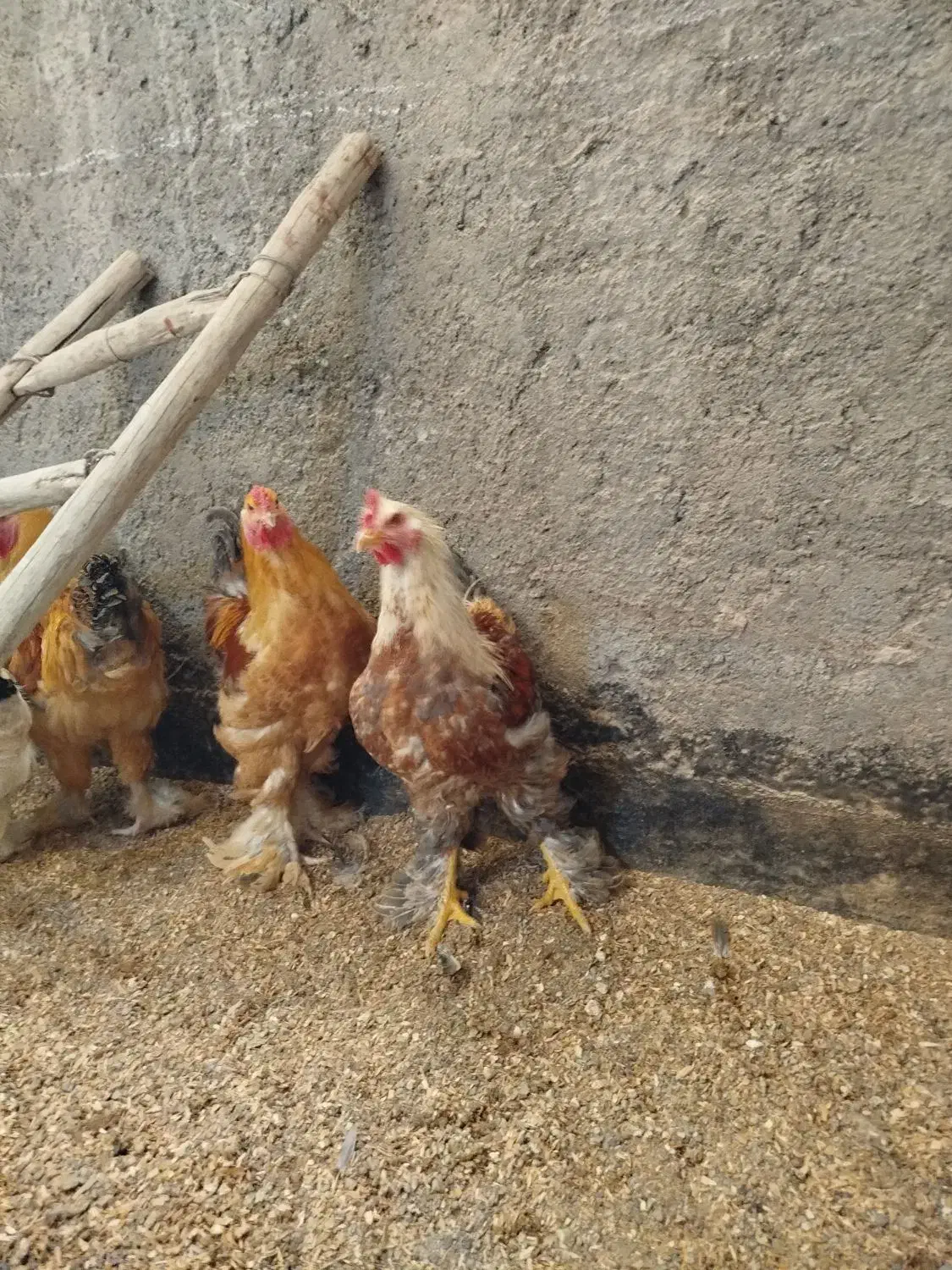 خروس برهما|حیوانات مزرعه|مشهد, شهید معقول|دیوار