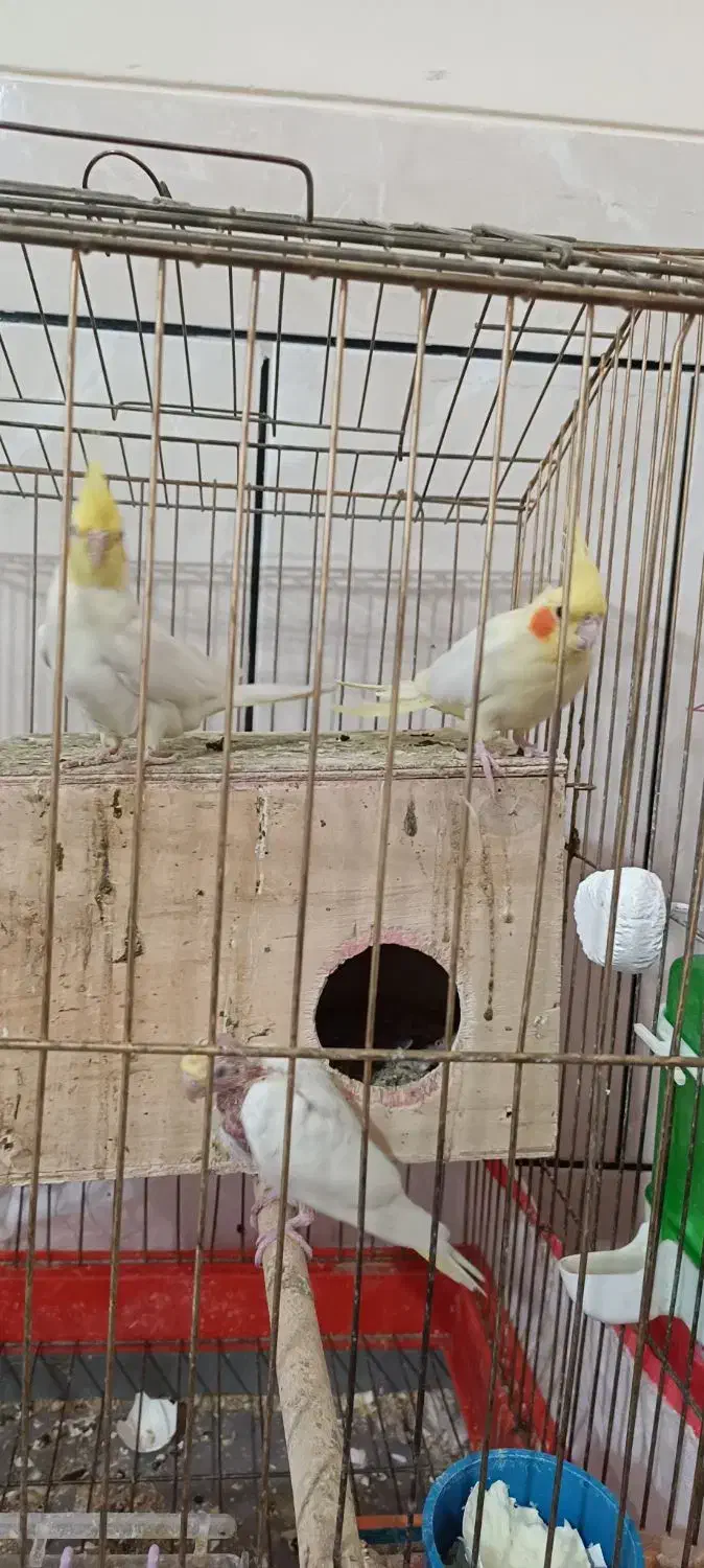 واگذاری جفت و جوجه عروس هلندی لوتینو|پرنده|نیریز, |دیوار