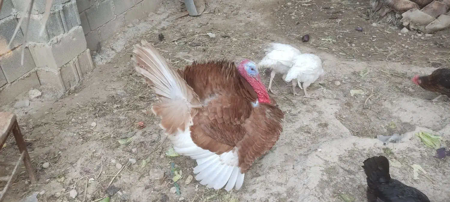 بوقلمون|حیوانات مزرعه|جم, |دیوار