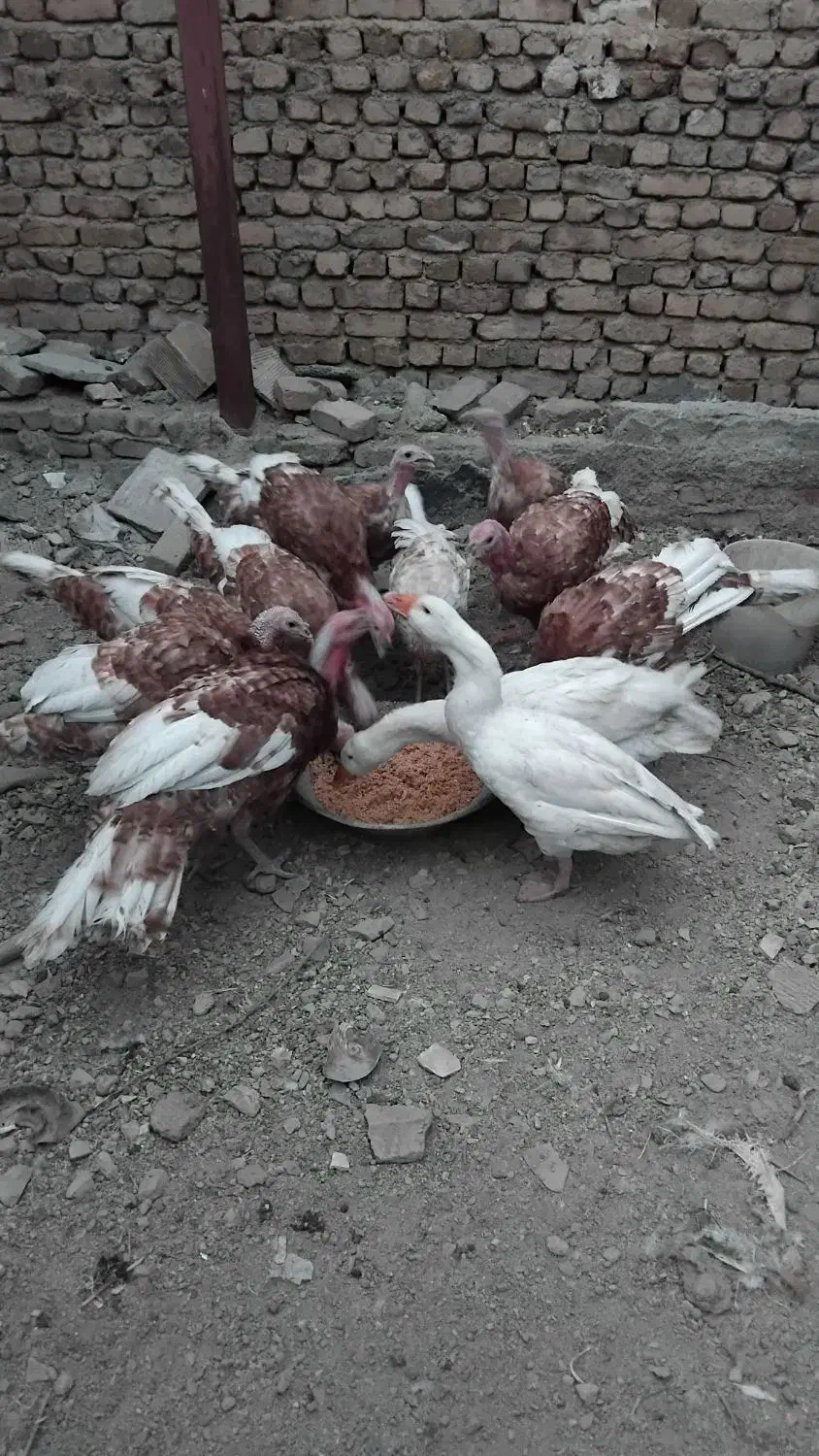 حیوانات|حیوانات مزرعه|بروجرد, |دیوار