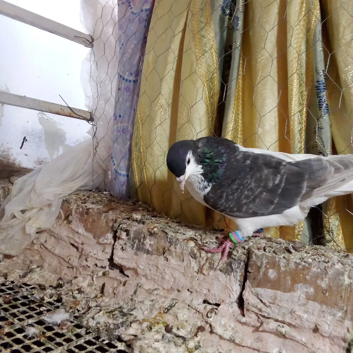 کفتر ساده|پرنده|نیشابور, سرآب کوشک|دیوار