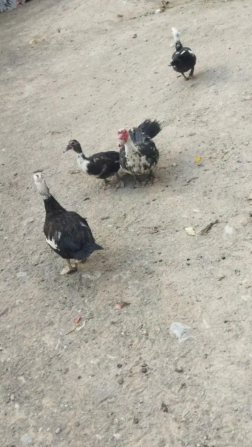 اردک مرغابی اسرییلی|حیوانات مزرعه|تربت جام, جامی|دیوار