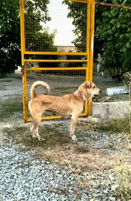 سگ عراقی|سگ|سلطانیه, |دیوار