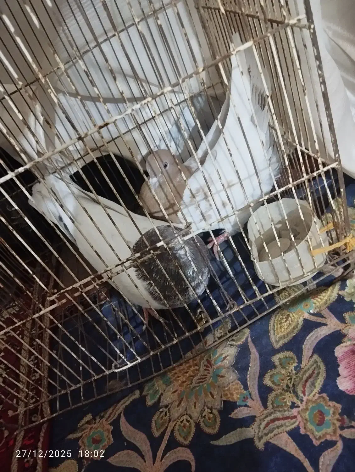 کبوتر|پرنده|هیرمند, |دیوار