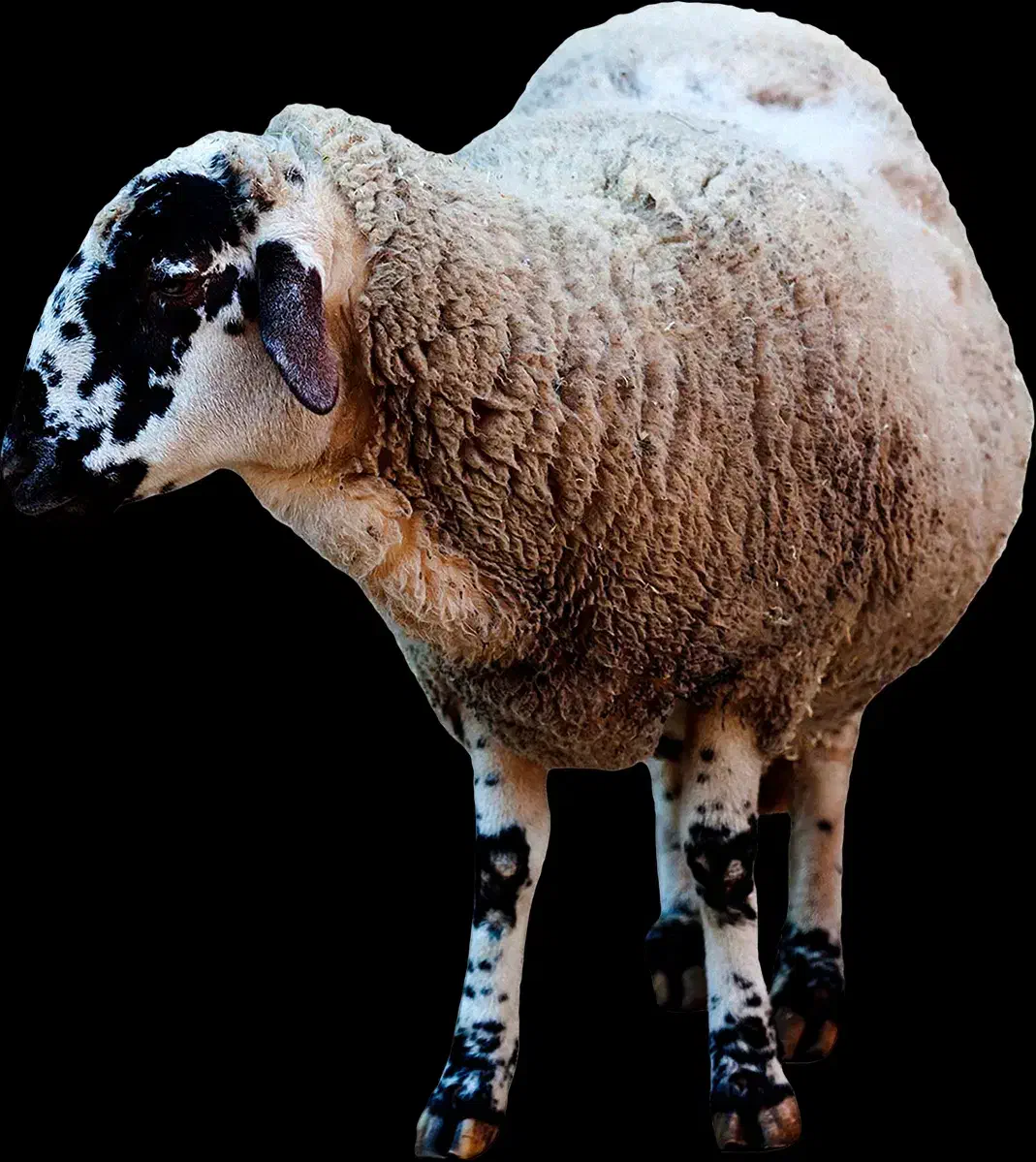 گوسفند|حیوانات مزرعه|شوط, |دیوار