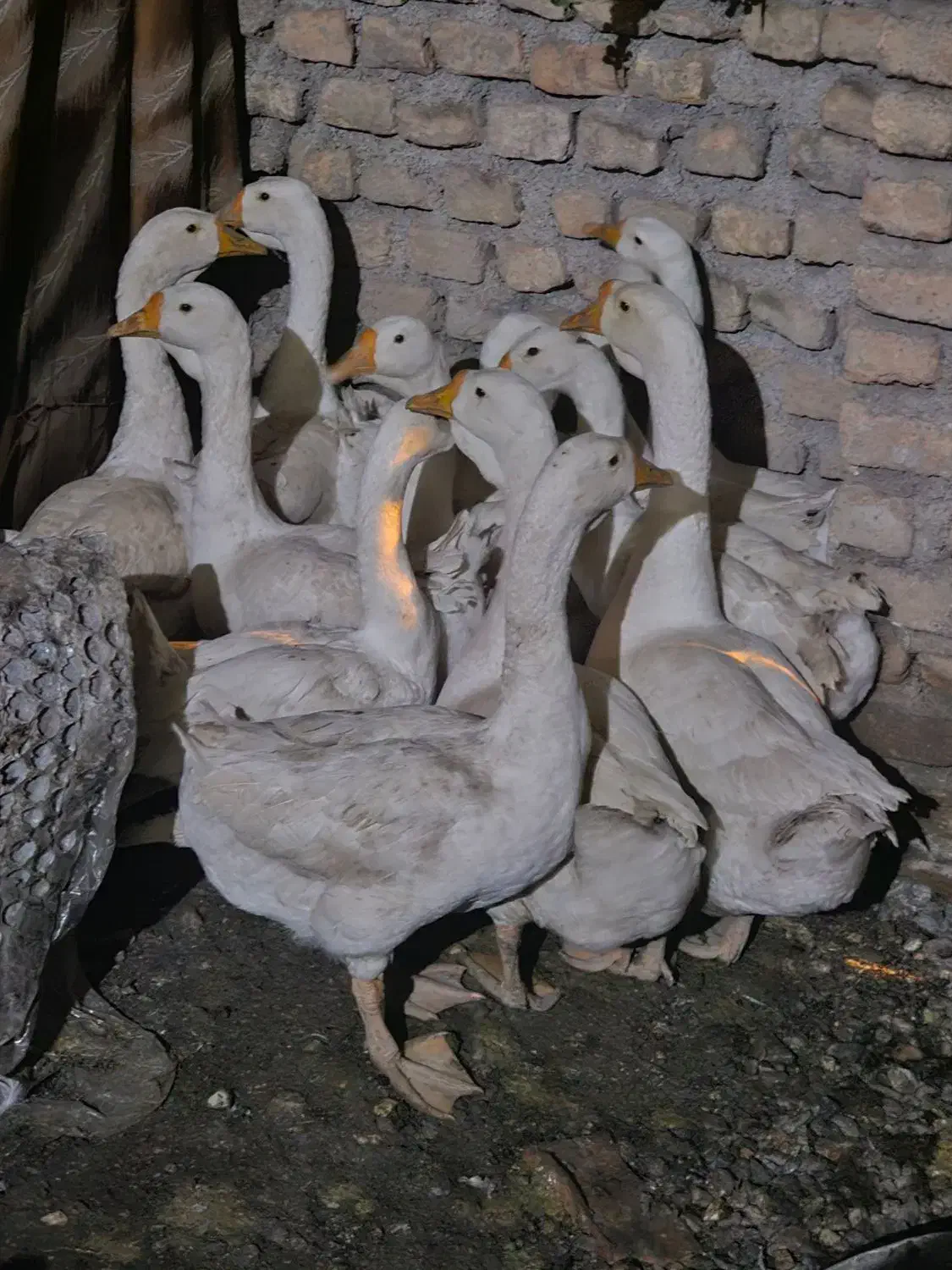 قوغاز سفید|حیوانات مزرعه|خان ببین, |دیوار