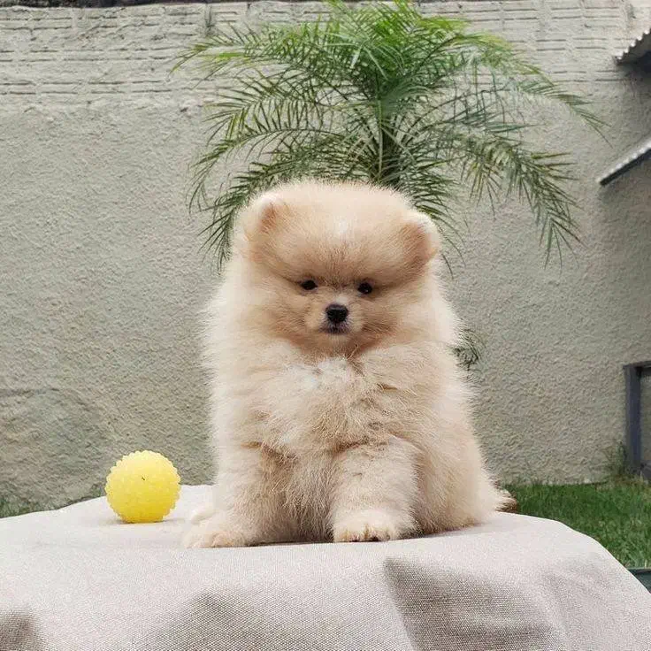 توله سگ پامر خرسی بمب مو|سگ|تهران, چیتگر جنوبی|دیوار