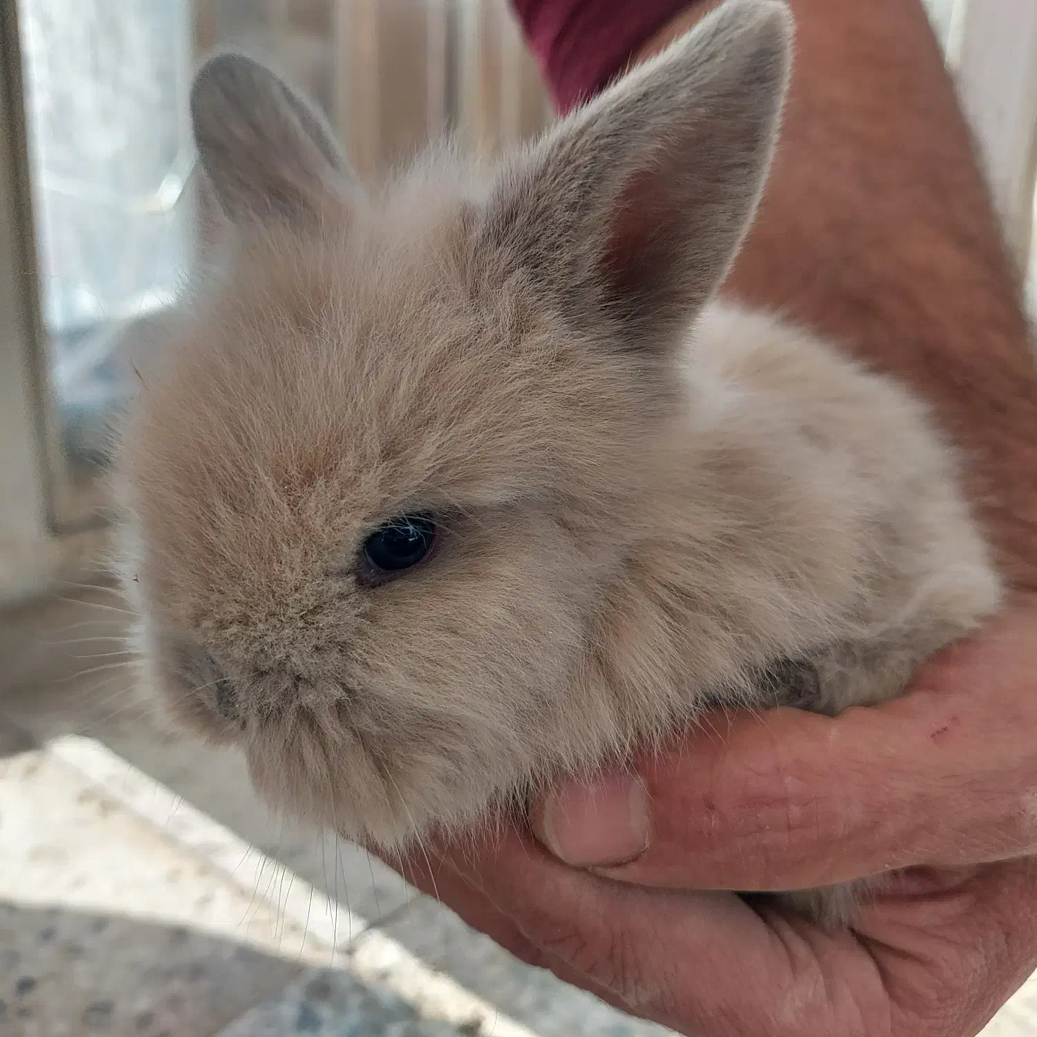 بچه خرگوش لوپ|موش و خرگوش|اصفهان, شاهد|دیوار