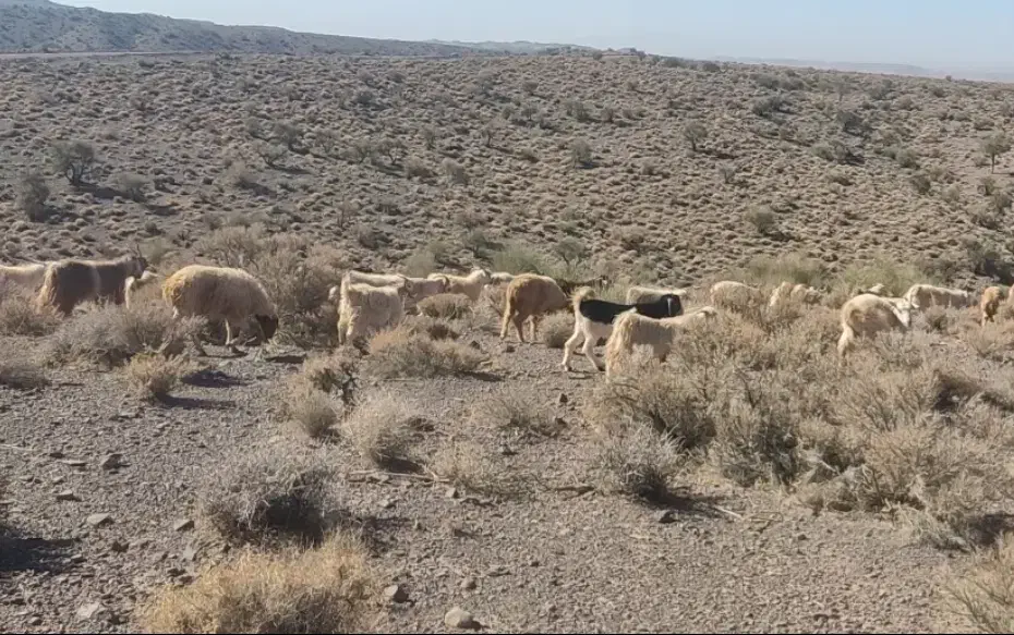 گوسفند (کهر و بره)|حیوانات مزرعه|کرمان, |دیوار