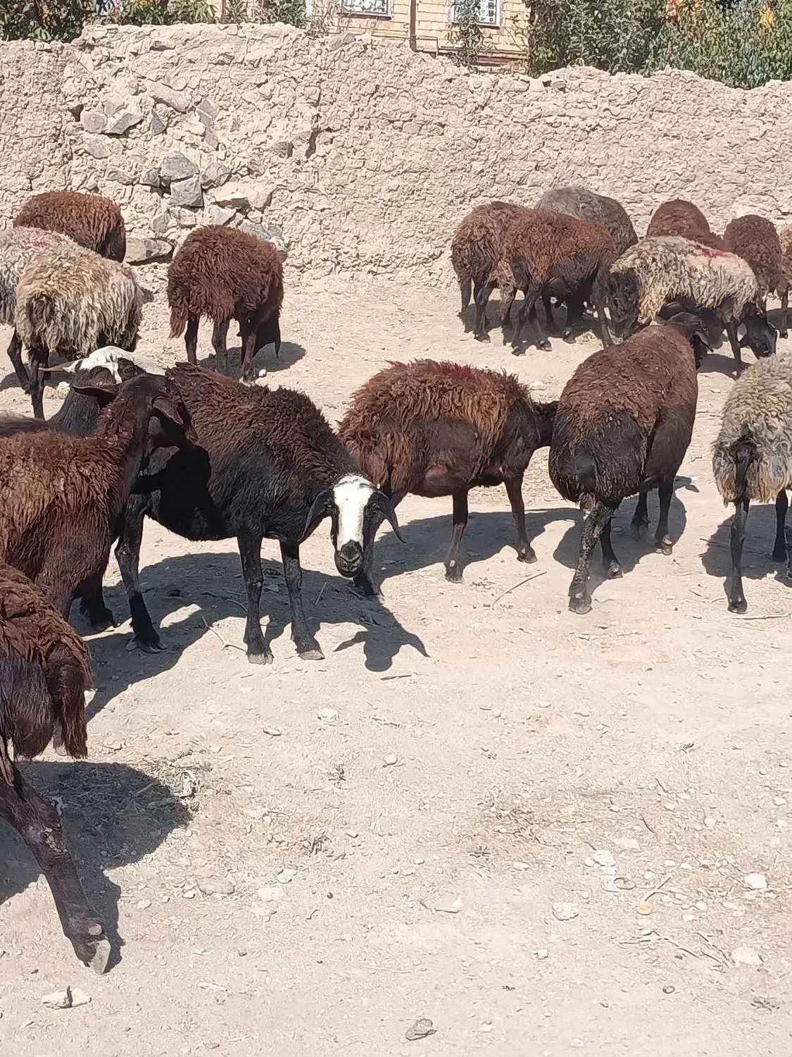 میش غزل|حیوانات مزرعه|قره چای, |دیوار