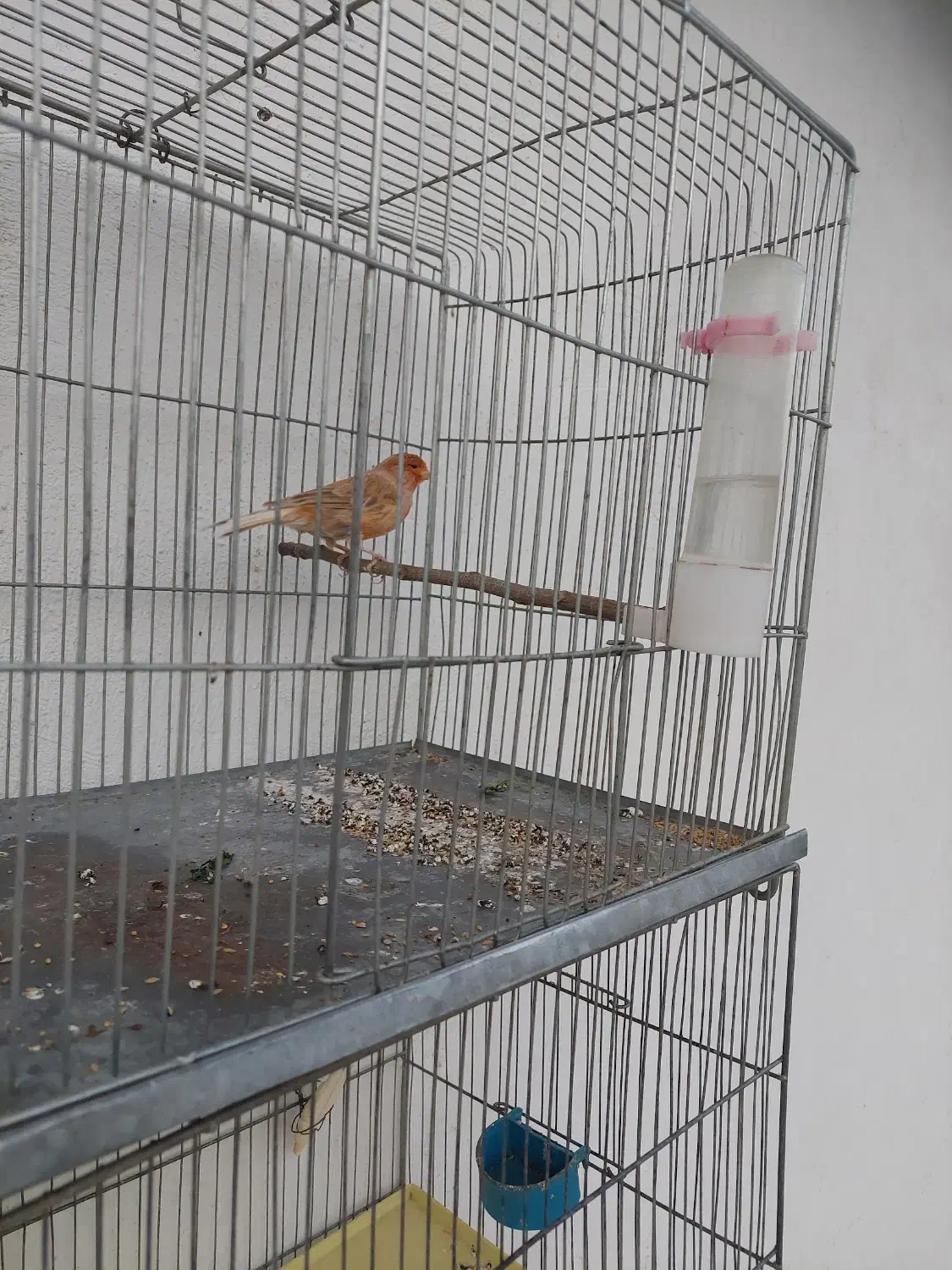 قناری آهویی سرخ نر|پرنده|صدرا-فارس, فاز ۱|دیوار